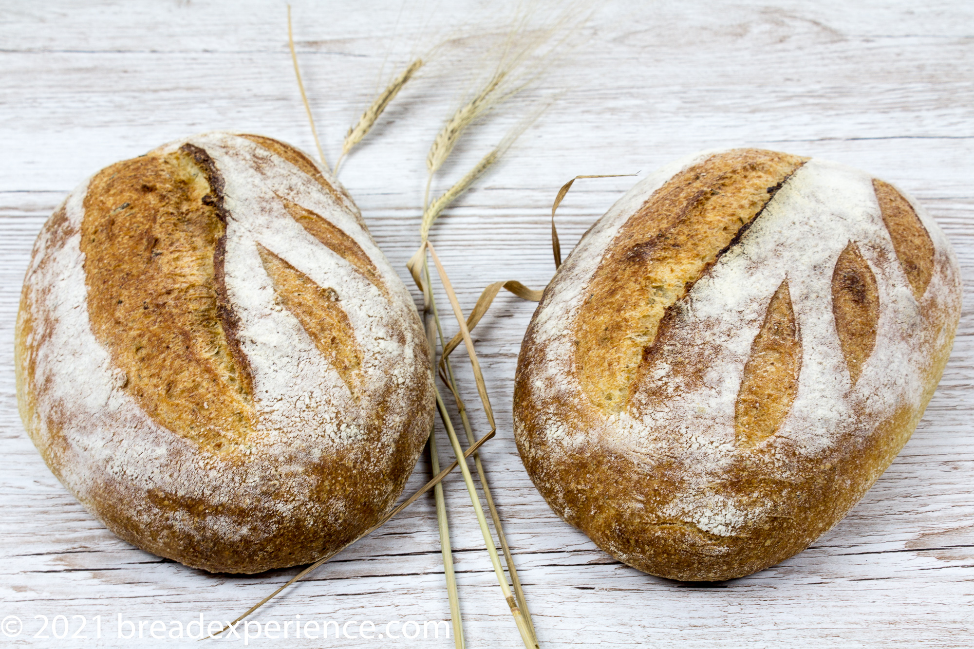 sourdough rosemary olive oil loaves