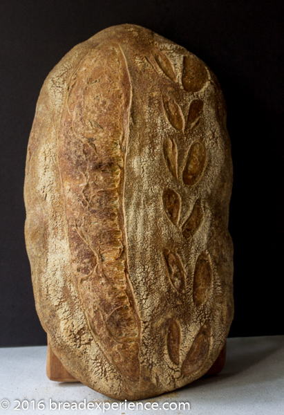 sourdough-rosemary-spelt-semolina-1-6