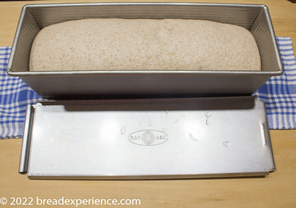 Spelt Pullman Loaf proofing in pan Spelt Pullman Loaf proofing in pan