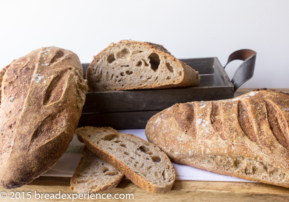Sourdough Sprouted Wheat Loaves and Crumb