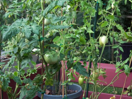 Tomato plant in pot