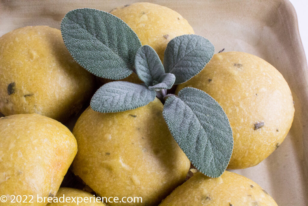 Sweet Potato Sage Sourdough Milk Bread Rolls