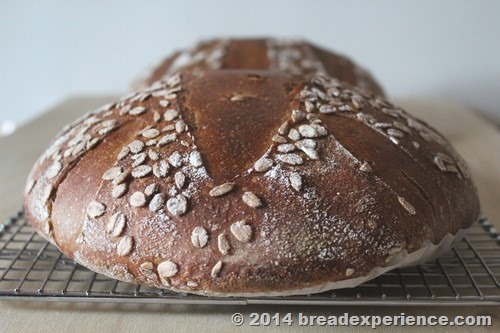 spelt-sourdough-einkorn-kamut loaves