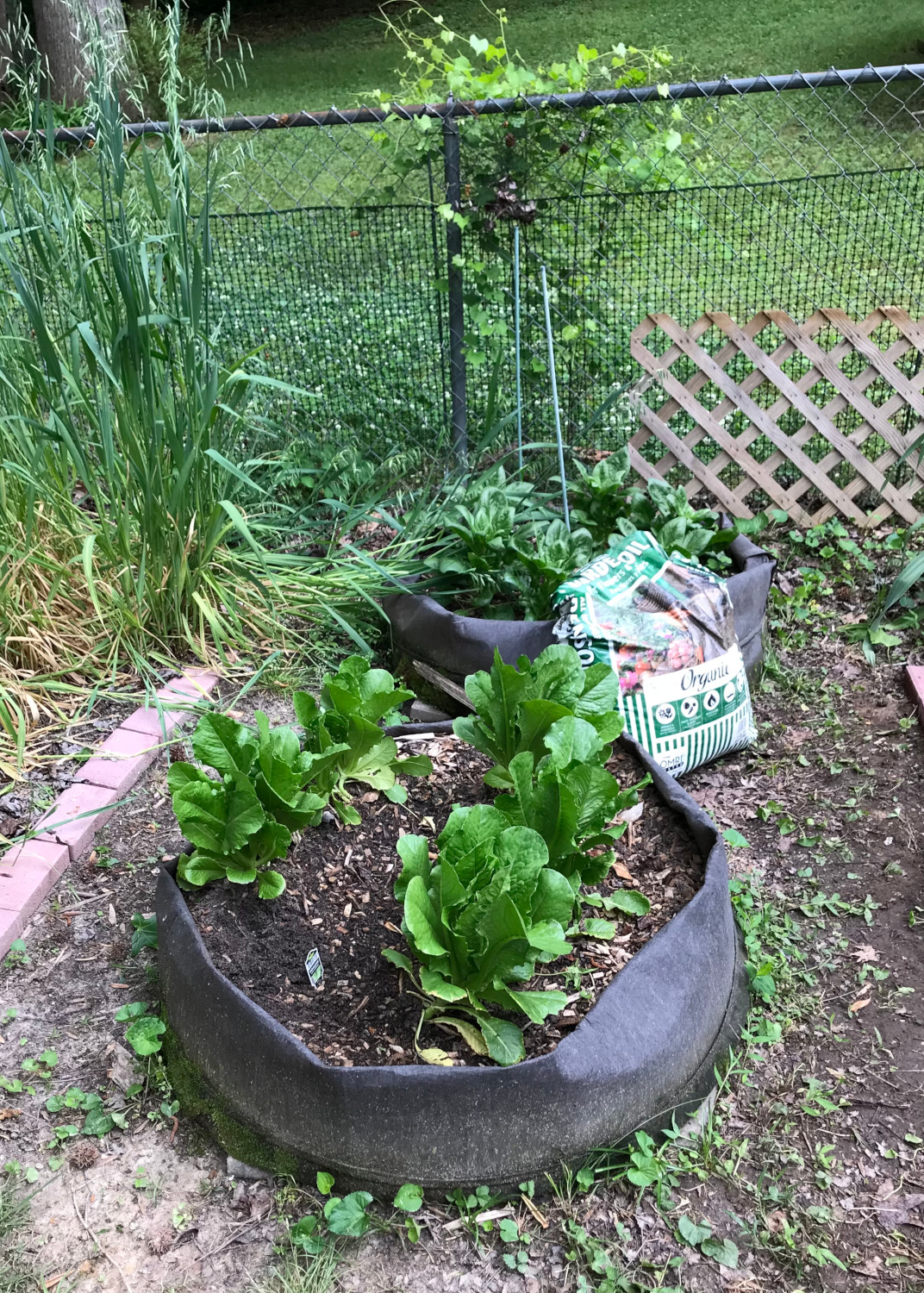 Spinach growing in the garden