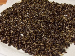 sprouted-barley-bread 009