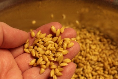 sprouted-einkorn-bread006