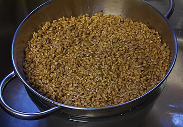 Sprouting Grains