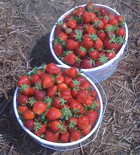 buckets of strawberries