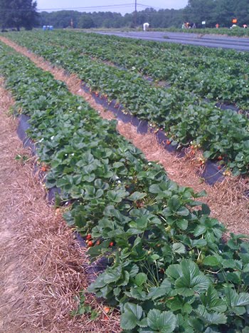 picking strawberries