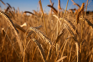 types of wheat