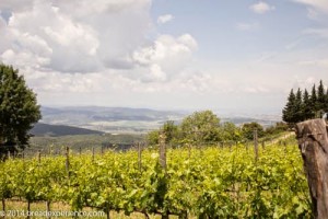 vineyard-olive-grove-1