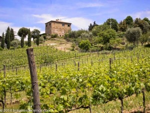 vineyard-olive-grove-2