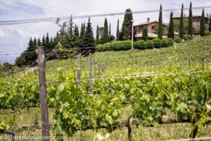 vineyard-olive-grove-3