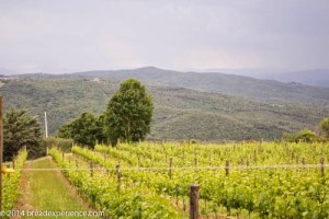 vineyard-olive-grove-4