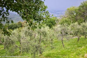 vineyard-olive-grove-5