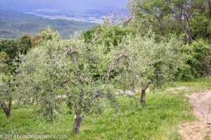 vineyard-olive-grove-6