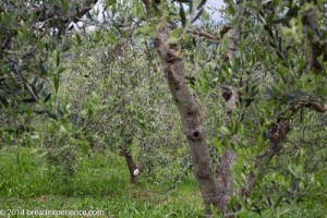vineyard-olive-grove-7