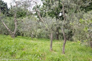 vineyard-olive-grove-8