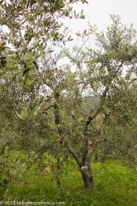 Olive tree with name plaque